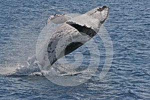 Breaching humpback