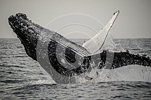 Breaching Humpback Calf