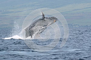 Breaching Humpback Off Maui