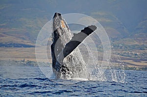 Breaching Humpback Whale