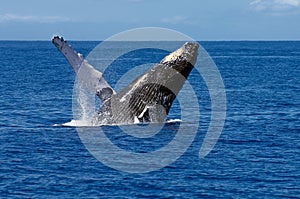 Breaching Humpback Whale
