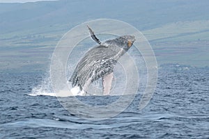 Breaching Humpback Whale img