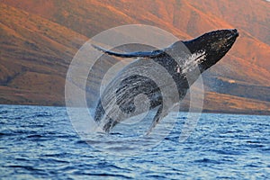 Breaching Humpback Whale photo