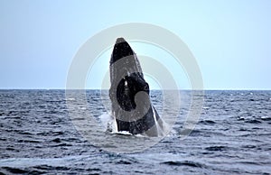 Breaching Humpback Whale Black and Beautiful