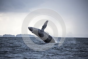 Breaching humpback whale, Craig, Alaska