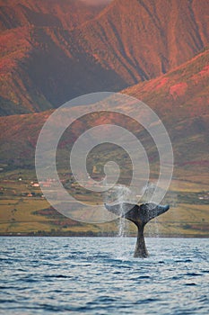 Breaching Humpback Whale Fluke photo