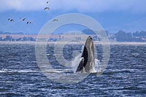 Breaching humpback whale in Monterey Bay, California