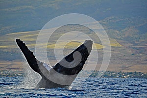 A Breaching Humpback img