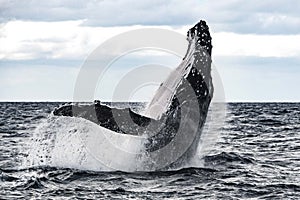 Breaching Humpback Whale in Tonga
