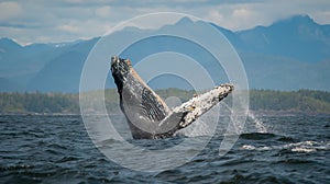 Breaching Humpback Whale, Vancouver Island, Canada