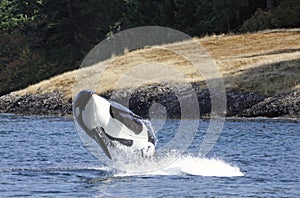 Breaching Killer Whale