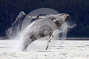 Breaching, Leaping Alaskan Humpback Whale photo