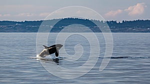 Breaching Orca