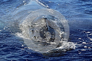 Breaching whale