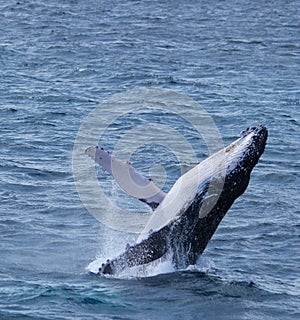 Breaching whale