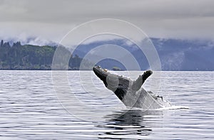 Breaching whale in the alaskan sea