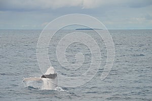 Breaching Whale Calf
