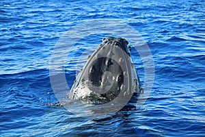 Breaching whale head