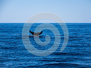 Breaching Whale, Humpback Whale Tail on Blue Ocean