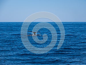 Breaching Whale, Humpback Whale Tail on Blue Ocean