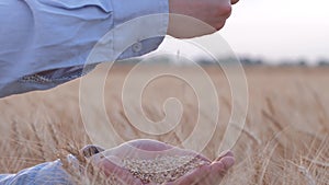 Bread agricultural business, man hands pour yellow dry wheat grains slowly from hand to hand against of reaped barley