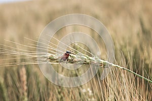 Bread Beetle eats wheat ear. Insect pest of crops Grain Beetle