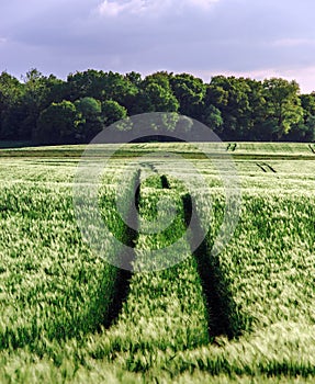 Bread-corn field over the sun