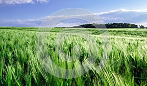 Bread-corn field over the sun