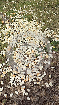 bread crumbs scattered on the grass, bird food