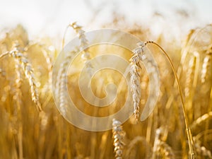 Bread field of a new crop on a sunny day