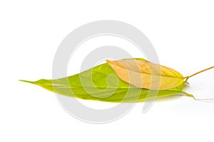 Bread flower leaves on white background.