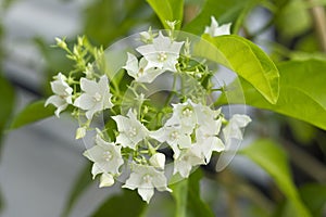 Bread Flower Vallaris globra Ktze photo