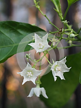 bread flower white colour