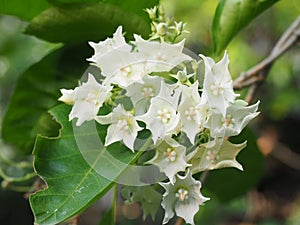 Bread Flower white colour