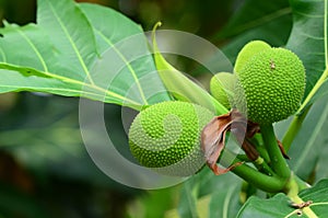 Bread Fruit, Bread Nut