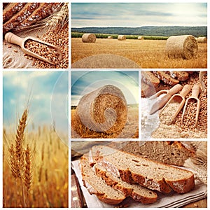 Chlieb a úroda pšenica 