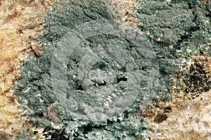 Bread Mold Magnification