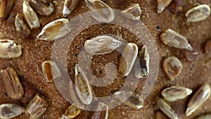 Bread with sunflower seeds, rotates counterclockwise, turning, top view, close up macro.