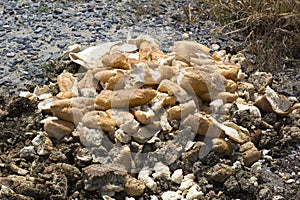 Bread thrown in the trash