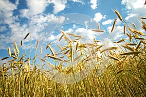 Bread Trees II