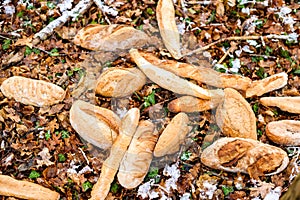 Bread trown away in forest