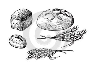 Bread vector hand drawn set illustration. Other types of wheat, flour fresh bread. Gluten food bakery engraved