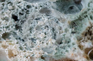 Bread wastage and Moldy bread slices