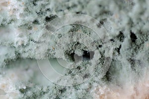 Bread wastage and Moldy bread slices