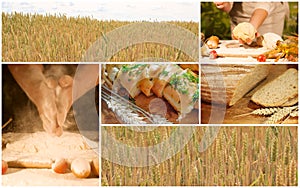 Bread wheat collage concept