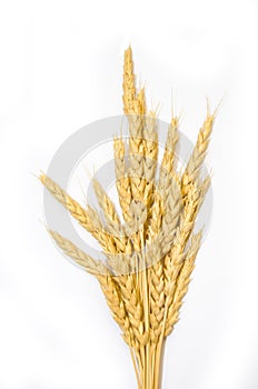 Bread, wheat ears white background