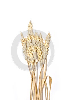 Bread, wheat ears white background