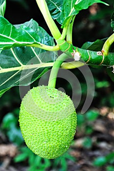 Breadfruit photo