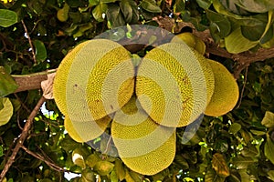 Breadfruit