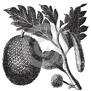 Breadfruit, Artocarpe or Artocarpus altilis old engraving photo